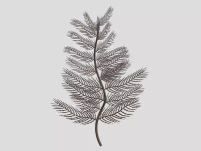 Antipatharia coral Low Poly Free low-poly 3D model