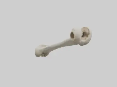 Dog Femur 3D model