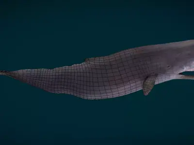 Sperm Whale Animated Low-poly 3D model