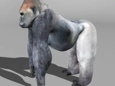 Gorilla 3D model 8