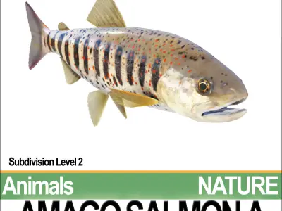 Amago Salmon A 3D model