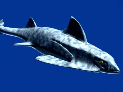 groenlandaspis shark Low-poly 3D model