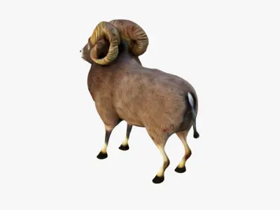 Ram Animal Free 3D model