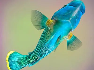 Fish Humphead Wrasse or Napoleonfish Low-poly 3D model