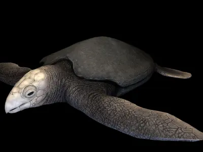 Archelon Asset Pack Low-poly 3D model