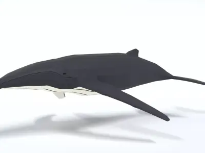 Low Poly Cartoon Humpback Whale Low-poly 3D model