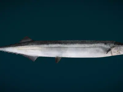 Pacific Saury Animated 3D model