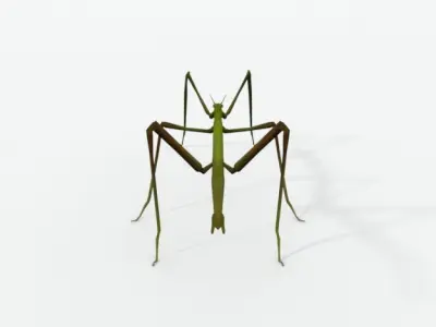 Stick insect Low-poly 3D model