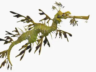 Phycodurus eques seadragon Low-poly 3D model