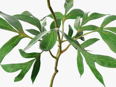 Delicate Floral Peony Branch with White Petals 3D model