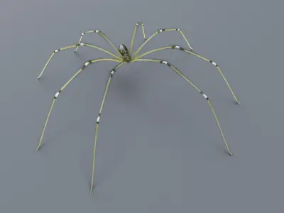 Daddy Long Legs Low-poly 3D model