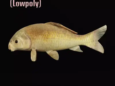 Black Buffalo Fish Low-poly 3D model