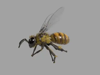 Bee lowpoly Low-poly 3D model