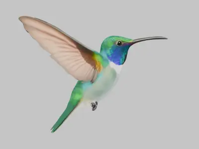 3D Model of a Hummingbird Low-poly 3D model