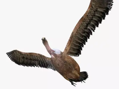 Vulture Bird rigged 3d mdoel Low-poly 3D model