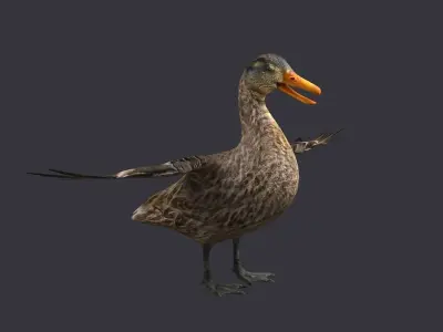 wild duck mallard dabbling anas platyrhynchos  3D model