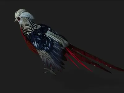 Pheasant A2 3D model