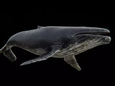 Humback Whale Low-poly 3D model