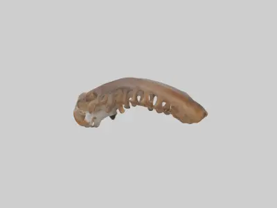 Squirrel Rib 3D model
