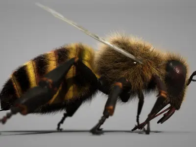 HONEYBEE 2 XGEN CORE RIGGED 3D model