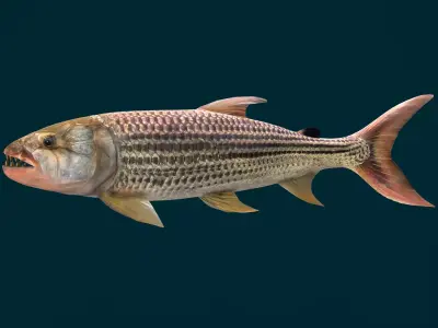 Goliath Tigerfish Animated 3D model
