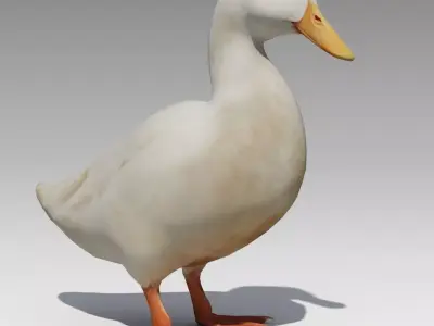 Duck Animated Low-poly 3D model