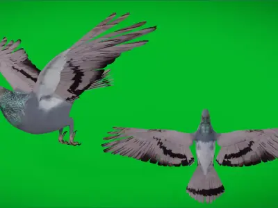 Rock Dove Common Pigeon Bird Low-poly 3D model