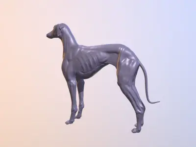 Greyhound Dog Realistic Free 3D model
