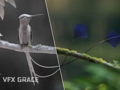 Hummingbird Animation VFX Grace 3D model