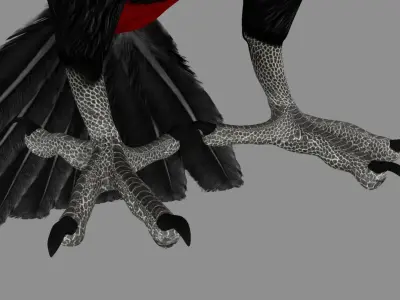 Red breasted toucan 3D model