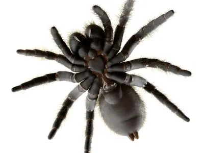 Mouse Spider Low-poly 3D model