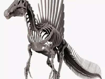 Dinosaur Spinosaurus 2020 version Full Set Skeletons Sculpt  3D model