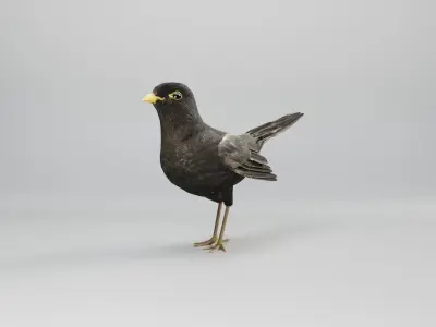 BLACK BIRD RIGGED 3D model