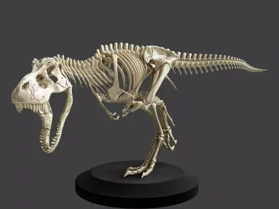 T-Rex Dinosaur Skeleton - Museum Display 3D model