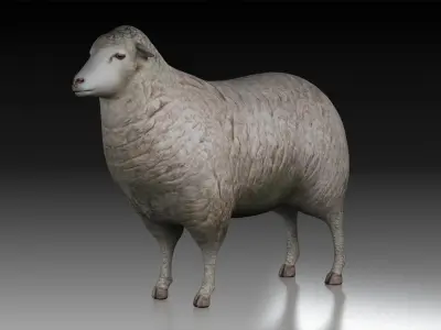 sheep ram ewe lamp wool fur farm livestock domesticated merino  3D model