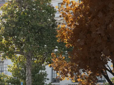 2021 PBR Ohio Buckeye Collection - Aesculus Glabra  3D model