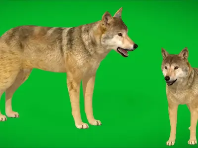 Himalayan Wolf Free low-poly 3D model