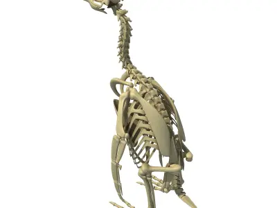 Penguin Skeleton 3D model
