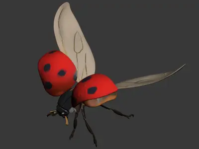 Coccinella 3D model