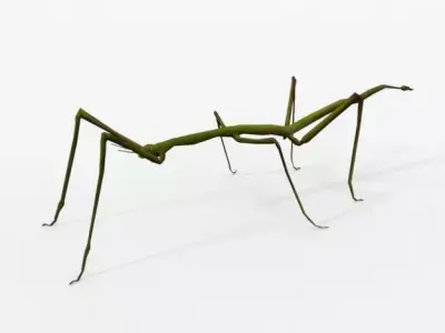 Stick insect Low-poly 3D model