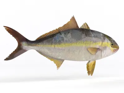 Trevally Fish 3D model