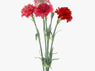 Carnation - Bouquet 3D model