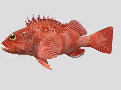 red rockfish Low-poly 3D model