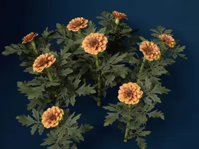 XfrogPlants Marigold 3D model