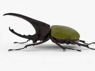 Hercules Beetle Realistic Low-poly 3D model