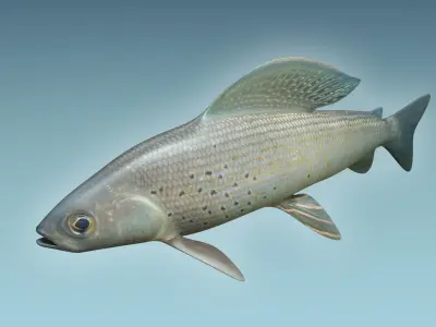 Grayling Fish 3D model