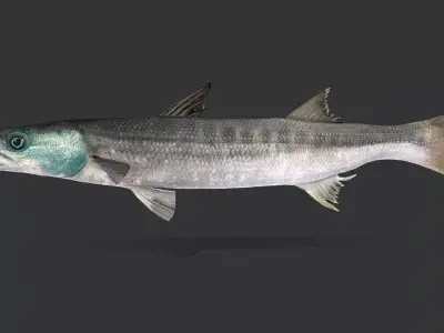 Realistic Barracuda Animated 3D model