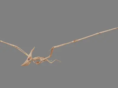 Pteranodon Skeleton 3D model Low-poly 3D model