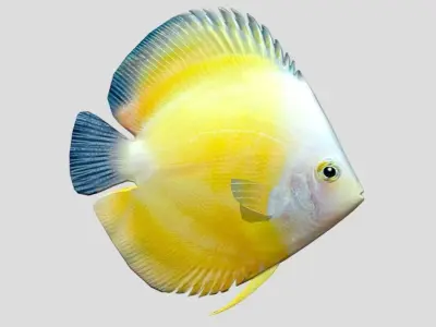 Discus Realistic Animated Low-poly 3D model