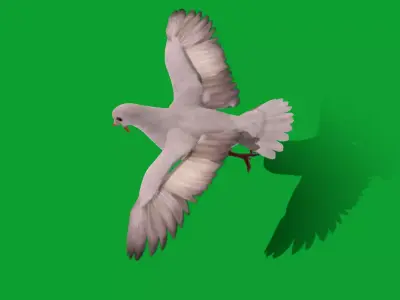 White Winged Dove Bird Free 3D model